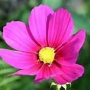 Meet your Posher, Kia